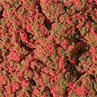 76932 Auhagen - Blumenmatte rot 9,5 x 25 cm
